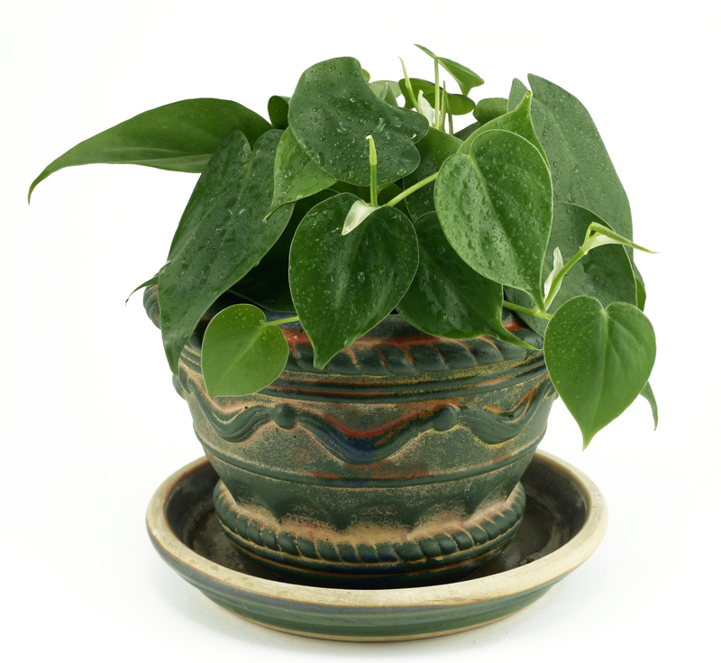 Craft Your Personal Refuge: Best Tall-Potted Plant Options for Private Outdoor Spaces