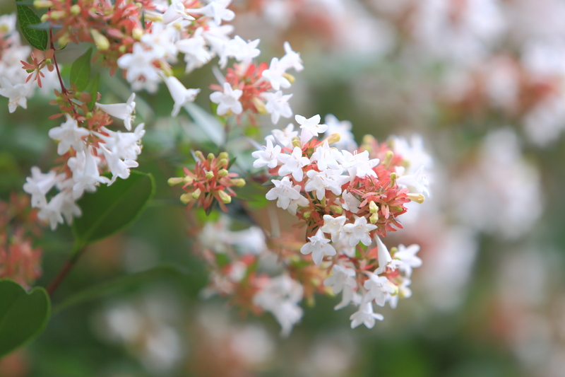 Craft Your Personal Refuge: Best Tall-Potted Plant Options for Private Outdoor Spaces