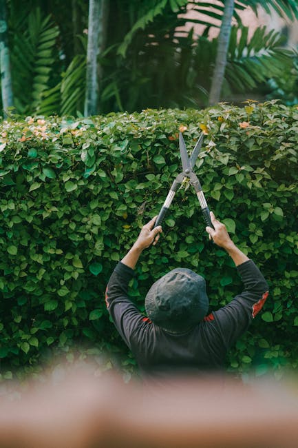 A person wearing a black cap and long-sleeved dark clothing is trimming a lush, dense green hedge with a pair of silver-handled hedge shears, performing garden maintenance outdoors. The hedge consists